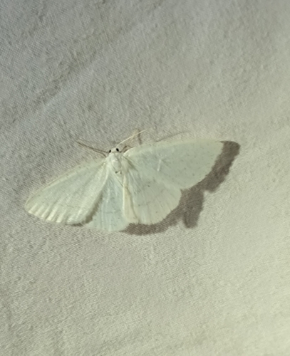 Common White Wave