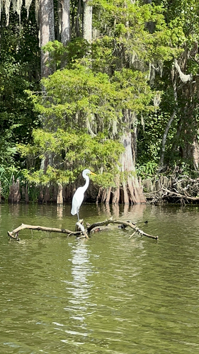 Great Egret