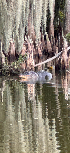 American Alligator