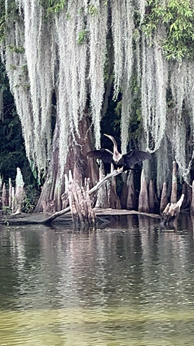 Anhinga