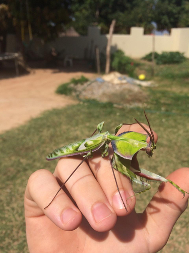 Giant Devil's Flower Mantis
