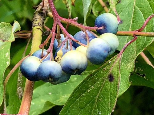 blue-fruited dogwood