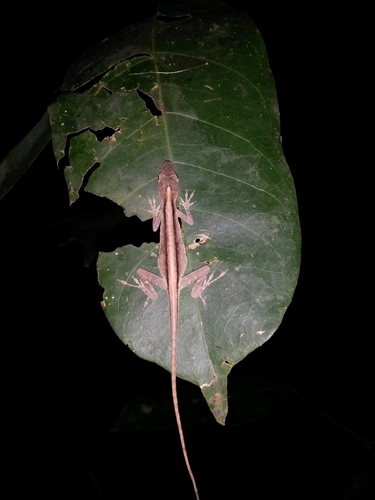 Brown-eared Anole