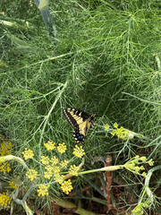 iNaturalist observation photo