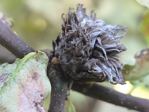 Oak Artichoke Gall Wasp