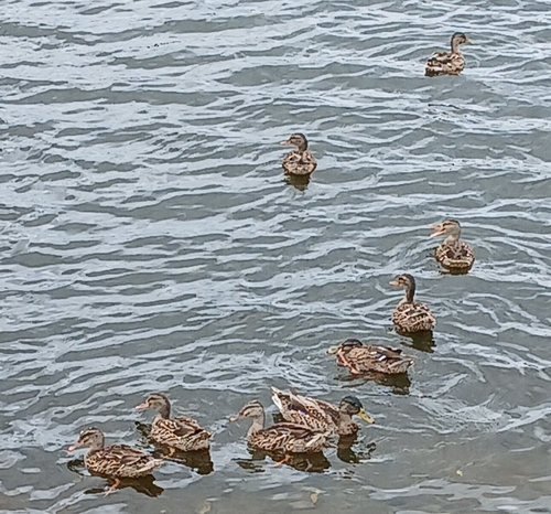 Mallard