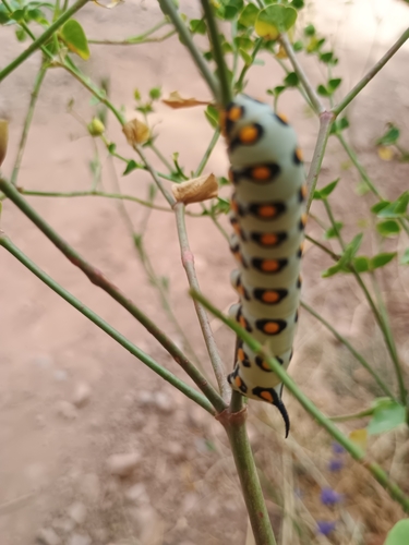 Mediterranean Hawkmoth