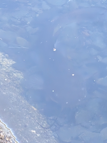 Brown Bullhead