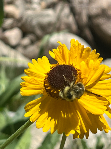 iNaturalist observation photo of Bumble Bees