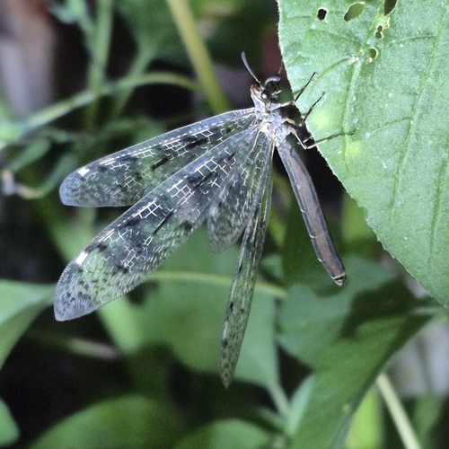 Spotted-wing antlion