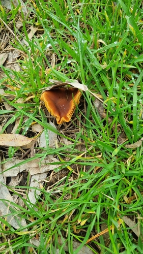 Descolea recedens