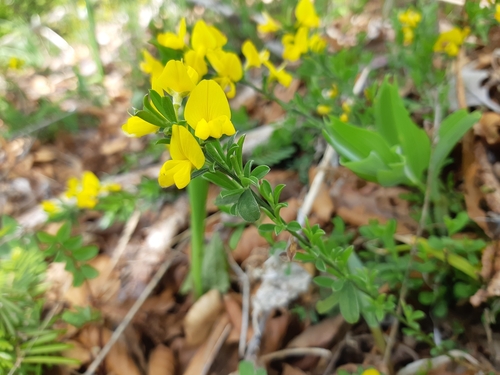 kručinka chlpatá (Genista pilosa)