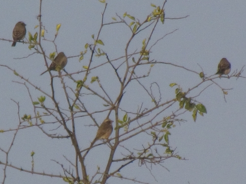 Streaky-headed Seedeater