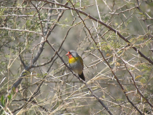 Green-winged Pytilia
