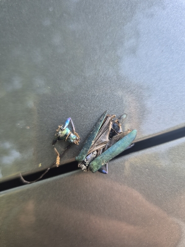 Musk beetle