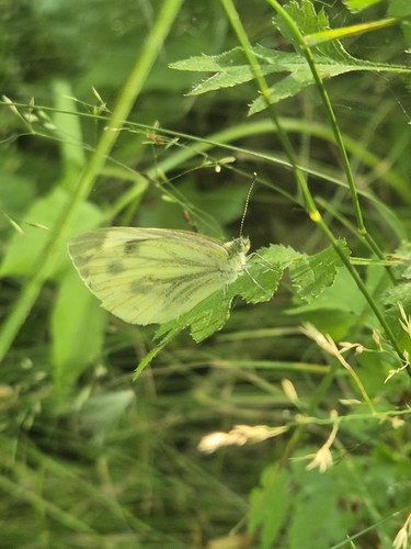 Green-veined White