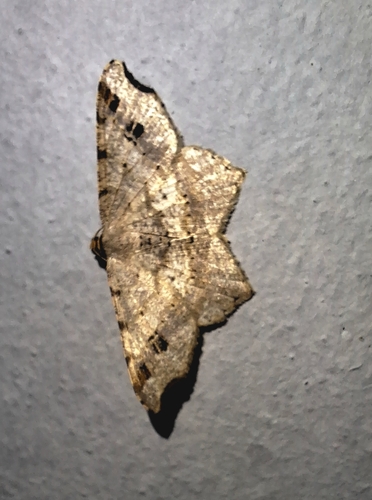 Sharp-angled Peacock Moth