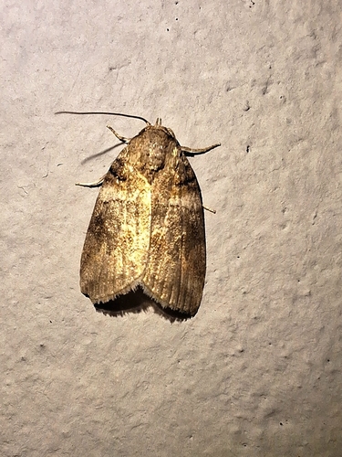 Garella musculana