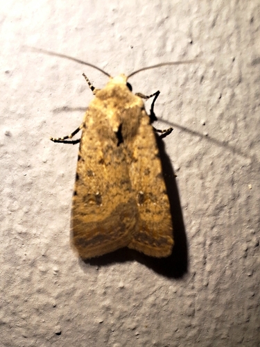 Pale Mottled Willow Moth