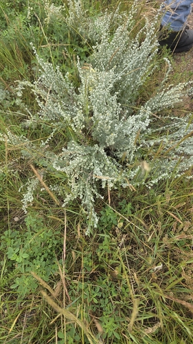 fringed sagebrush