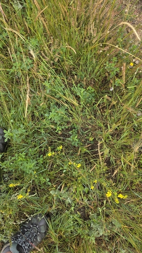 Yellow Sweetclover