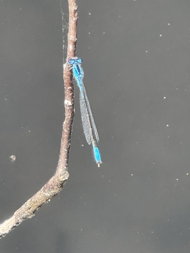 Azure Bluet