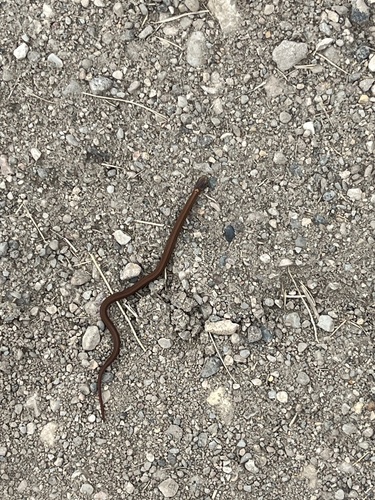 Red-bellied Snake