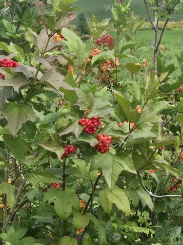 guelder-rose