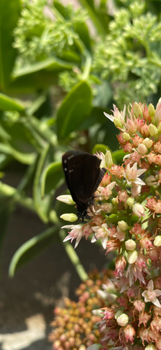 Common Sootywing