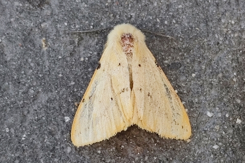 Buff Ermine