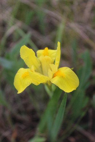 Iris arenaria Waldst. & Kit.