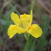 Iris arenaria - Photo (c) Max Parkhomenko, todos los derechos reservados, subido por Max Parkhomenko