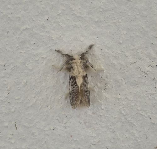 Megalopyge krugii