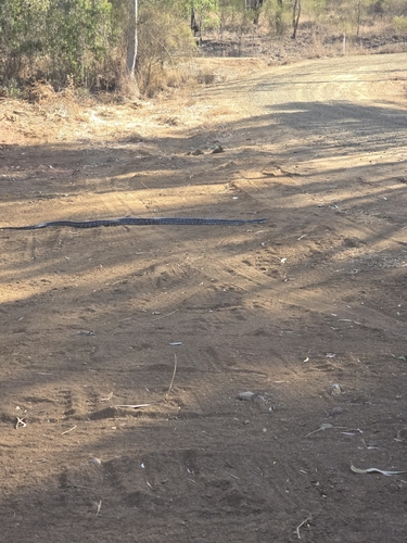 Carpet Python