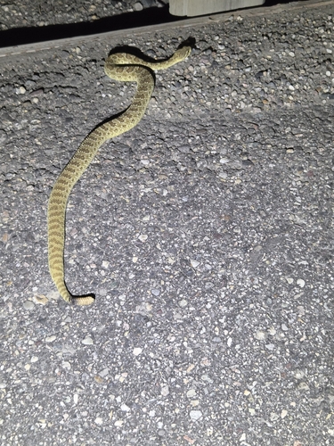Prairie Rattlesnake