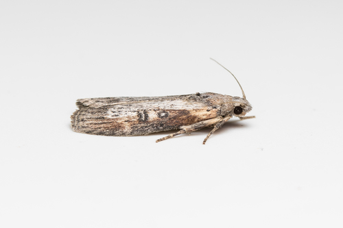 Theresian Moth