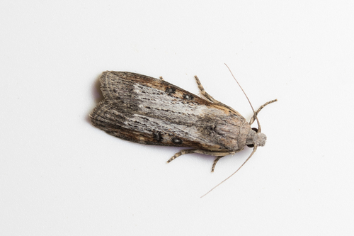 Theresian Moth