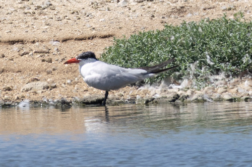 iNaturalist observation photo of Caspian Tern
