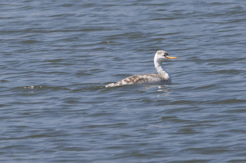 iNaturalist observation photo of Clark's Grebe