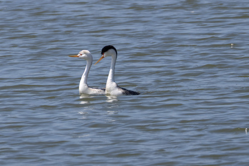 iNaturalist observation photo of Clark's Grebe