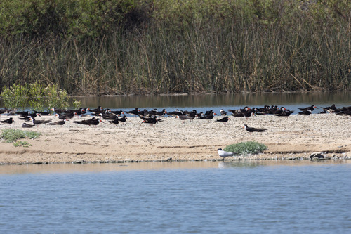 iNaturalist observation photo of Black Skimmer