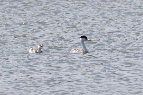 iNaturalist observation photo of Clark's Grebe