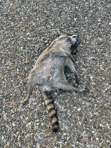 Mexican Raccoon