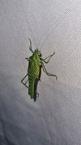 Sictuna zebrina