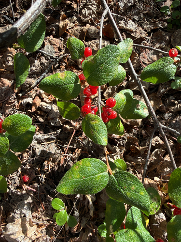 Canadian buffalo-berry
