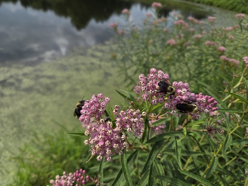 swamp milkweed