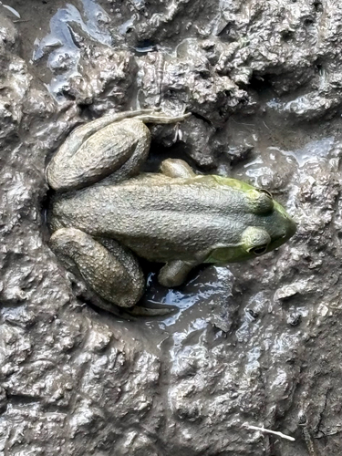 American Bullfrog