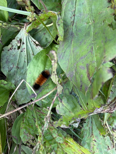 Isabella Tiger Moth