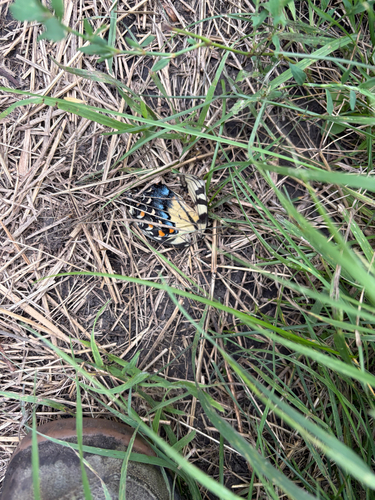 Eastern Tiger Swallowtail