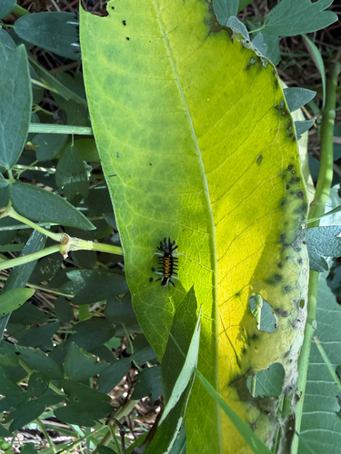 Milkweed Tussock Moth